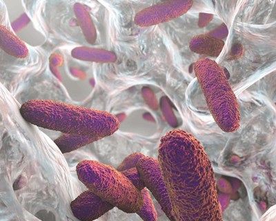 A importância da limpeza e desinfeção para a prevenção de Listeria monocytogenes