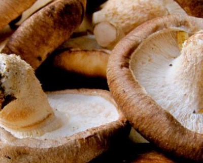 Agroalimentar: até novembro há visitas de campo de cogumelos shiitake