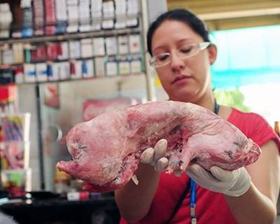 Apreendidas 31 toneladas de carne de coelho congelada em Estarreja