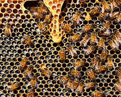 ASAE apreende 17 toneladas de mel e suspende atividade de indústria