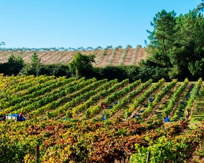 ASAE apreende mais de 10 mil garrafas de vinho espumante na região da Bairrada