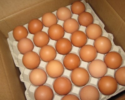 ASAE apreende mais de 426 000 ovos na Região Centro