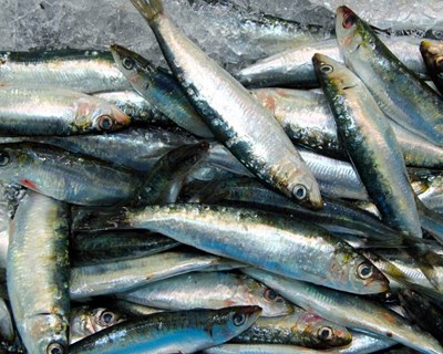 ASAE apreende mais de 9 toneladas de produtos cárneos e pescado