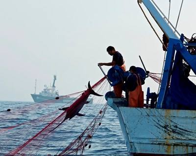 Espadarte do Mediterrâneo protegido por quotas de pesca a partir de 2017