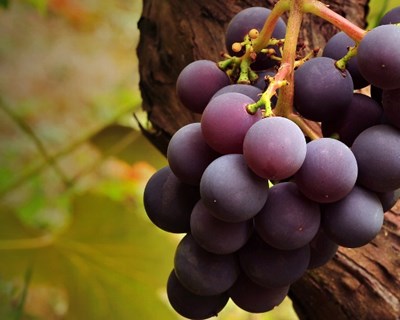 Medir a qualidade das uvas por visão numérica