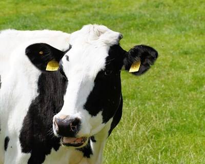 Muuu: a startup que quer avaliar fraudes de vacas