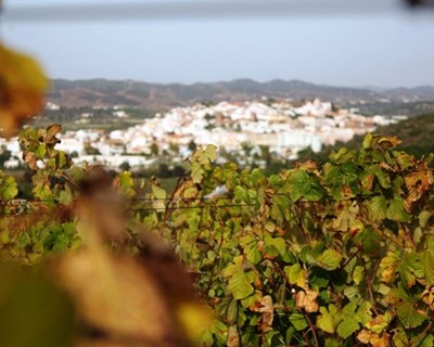 Simpósio vitivinícola em Faro