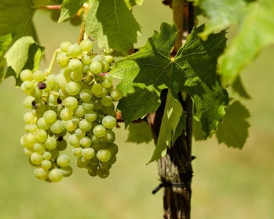 Vindima 2017 na região dos vinhos verdes com aumento de 15%