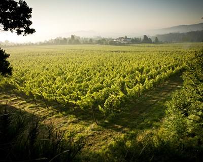Vinhos Verdes investem 3 milhões de euros para promover Denominação de Origem
