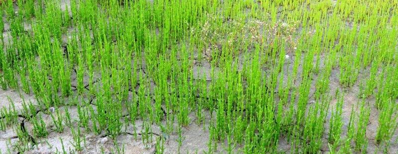 Salicornia ramosissima - Salinas de Aveiro