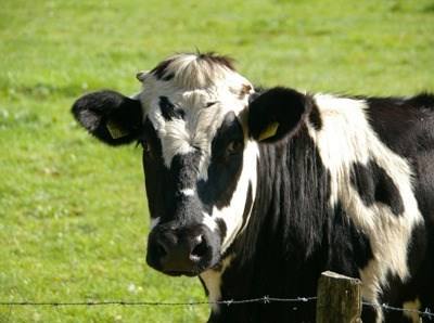 40 vacas vão produzir leite numa quinta flutuante em Roterdão