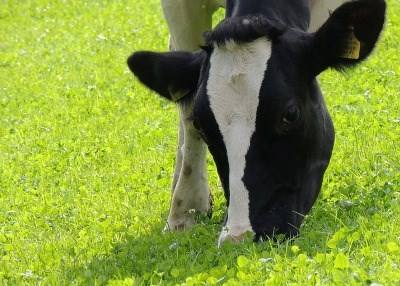 Abate de bovinos cresce mais de 20% ajudado pela crise no leite