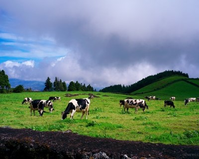 Açores: Governo regional defende aumento do preço do leite no Pico