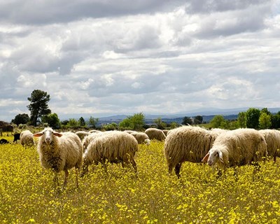 Açores importam uma centena de ovelhas para aumentar produção de leite em Santa Maria