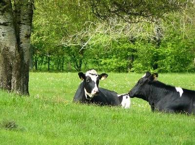 Açores: programa “Leite Vacas Felizes” é referência mundial