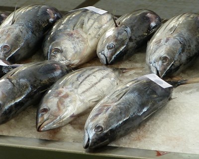 Açores reduz preço de conservação de atum em entrepostos até final do ano