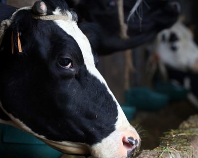 Acupuntura em vacas leiteiras: MilkPoint lança curso inédito