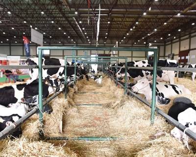 Agri Milk Show regressa em novembro à Exponor
