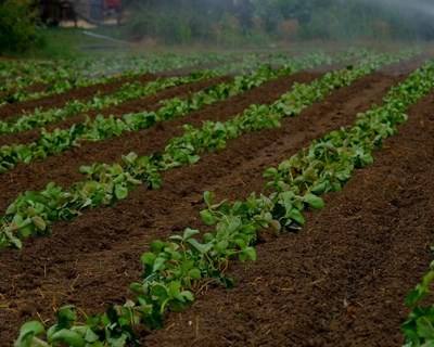 Agricultura: técnicas sustentáveis podem ajudar a combater a escassez de alimentos