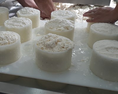 Agroalimentar de Castelo Branco promove inovação nos queijos que usam flor de cardo