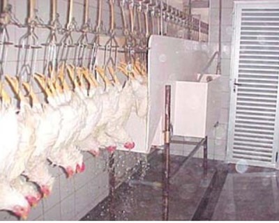Análise técnica de uma instalação frigorífica para arrefecimento de frangos num matadouro em África