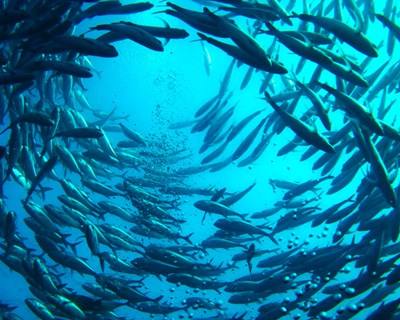 Aquacultura já representa mais de metade do pescado para consumo