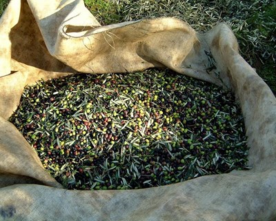 ASAE apreende 13 toneladas de azeitona furtada no concelho de Mourão