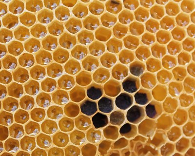 ASAE apreende 15 toneladas de mel