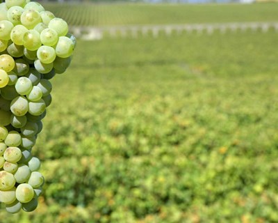 ASAE apreende 17 000 litros de mosto branco na região dos vinhos verdes