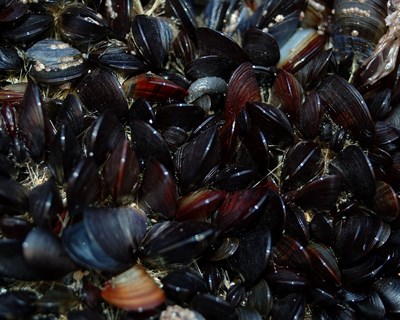 ASAE apreende 4,5 toneladas de moluscos bivalves vivos em Palmela