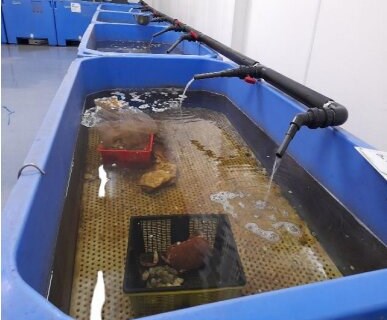 ASAE apreende 66 Kg de moluscos bivalves vivos e outro marisco