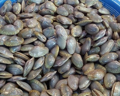 ASAE apreende 700 kg de moluscos bivalves vivos no concelho de Murtosa