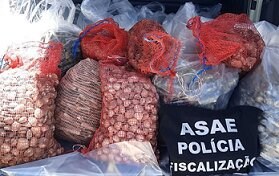 ASAE fiscaliza comércio ilegal de Moluscos Bivalves Vivos