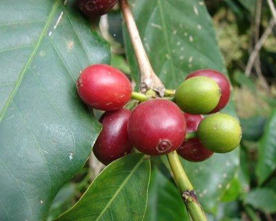 Autorização de novo alimento relativo a infusão de folhas de café de Coffea arabica e/ou Coffea canephora