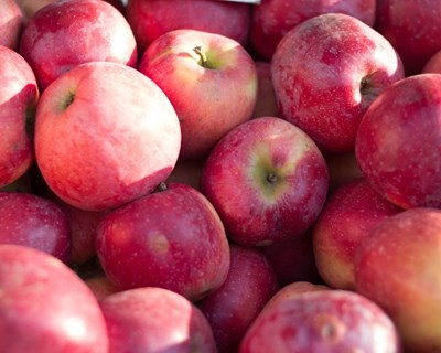 Autorização do Novo Alimento: biomassa de cultura celular de maçã