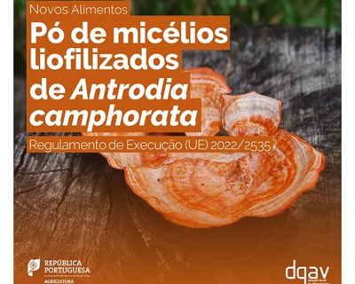 Autorização do Novo Alimento: pó de micélios liofilizados de Antrodia camphorata