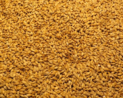 Autorização do Novo Alimento: proteína parcialmente hidrolisada obtida a partir de resíduos de malte de cevada e de arroz