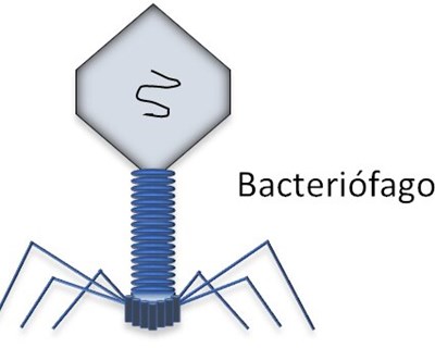 Bacteriófagos | Novos agentes antibacterianos para controlo alimentar