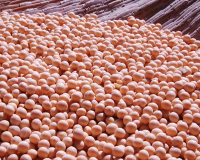 Brasil aprova primeira soja geneticamente modificada tolerante à seca