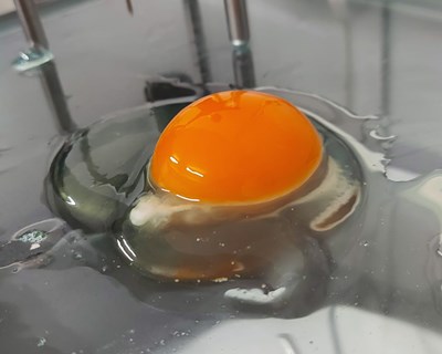 Caraterísticas físico-químicas e microbiológicas de ovos: avaliação feita em diferentes condições de armazenamento ao longo de 180 dias
