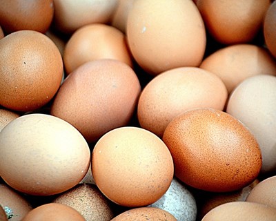 Carne de aves e ovos – diferenças entre o modo de produção biológico e o modo de produção convencional
