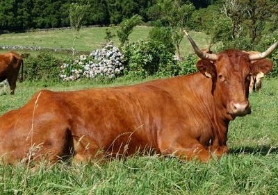 CE aprova DOP para a carne do Ramo Grande dos Açores