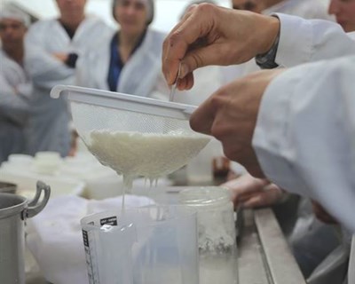 Coimbra é palco de curso intensivo de produção de queijo
