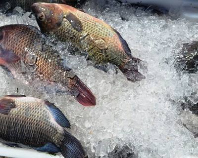 Consumo de pescado na UE em alta