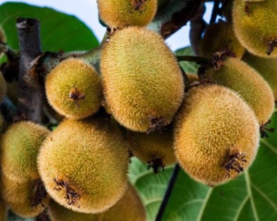 Cooperativa de Felgueiras já exporta para Espanha 90% da sua produção de kiwi