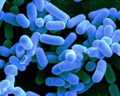 Desenvolvido método que deteta bactéria “Listeria Monocytogenes” em menos de 3 horas