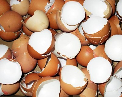 DGAV esclarece sobre encaminhamento de cascas de ovo