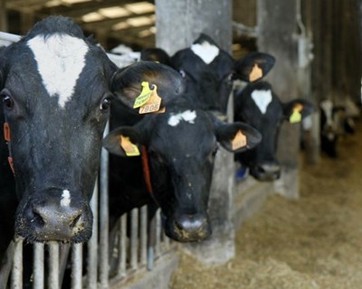Dietas à base de forragem em explorações leiteiras produzem leite nutricionalmente melhor