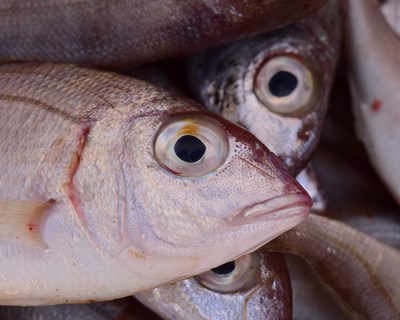 Efeito da atmosfera modificada na conservação de refeições à base de pescado