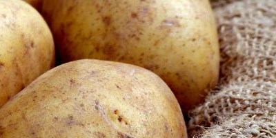 EFSA avalia riscos para a saúde pública dos glicoalcalóides em batatas